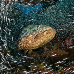 Eye level with a Goliath Grouper (Epinephelus itajara) surrounded by a shoal of Silversides (Atheriniformes)