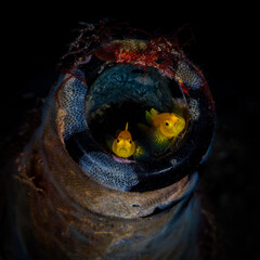 Two Yellow Clown Goby (Gobiodon okinawae) looking out of a discarded bottle.