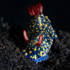 Eye level with Willan's Nudibranch (Chromodoris willani).