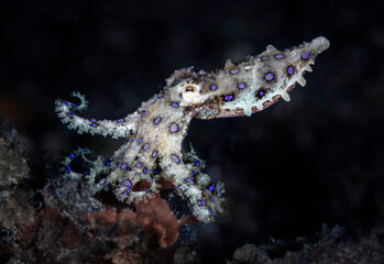 Eye level with a Blue Ringed Octopus (Hapalochlaena) against a dark background.