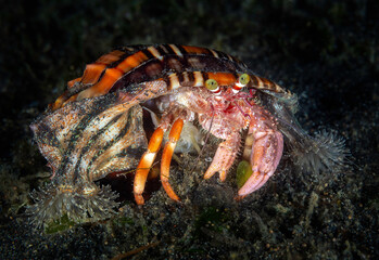Eye level with a Jewelled Anemone Hermit Crab (Dardanus gemmatus)