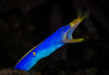 Eye level with a Blue Ribbon Eel (Rhinomuraena quaesita) against a dark background.