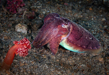 Eye level with a Broadclub Cuttlefish (Sepia latimanus)