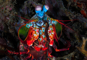 Eye level with a Peacock Mantis Shrimp (Stomatopoda) eating it's prey.