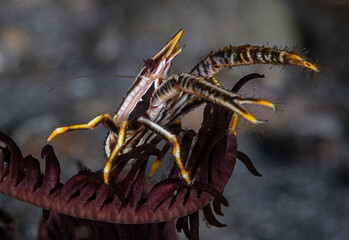 Eye level with a Crinoid Squat Lobster (Allogalathea elegans)