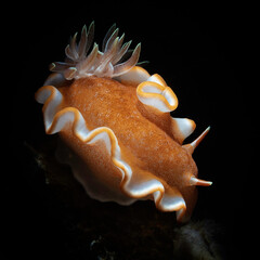 Eye level with Caramel Nudibranch (Glossodoris rufomarginata)