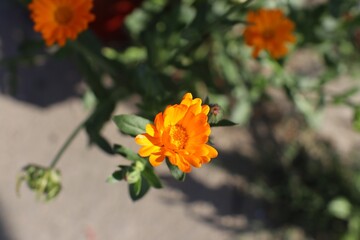orange sunny flower in the garden