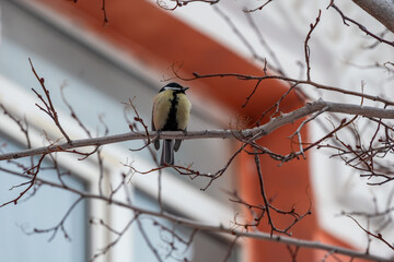 Bird on a branch. Animal concept. High quality photo