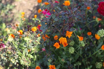 flowers in the field