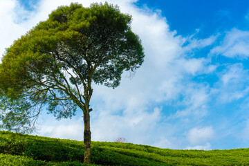 Obraz premium A single tree stands tall against a backdrop of rolling green tea plantations under a vibrant blue sky with fluffy clouds