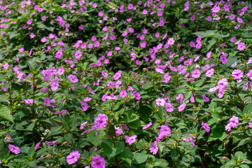 A vibrant carpet of pink Impatiens flowers in full bloom, creating a beautiful and colorful natural scene.