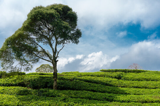 A single tree stands tall against a backdrop of rolling green tea plantations under a vibrant blue sky with fluffy clouds