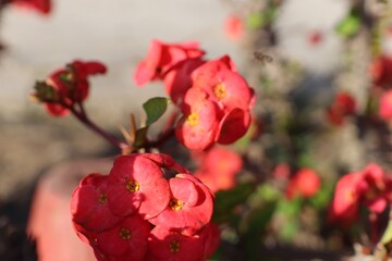 red tulips in garden