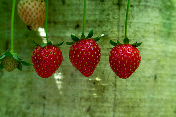 A close-up of a ripe, juicy strawberry hanging from a vine, illuminated by sunlight.