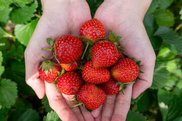 A close-up of hands holding a handful of freshly picked, ripe strawberries in a strawberry field.