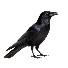 Fototapeta premium A full shot of a sleek, black raven, sharply focused against a pure white background.