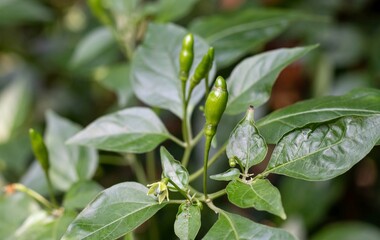Small Green Chillies on Its Plant with Selective Focus