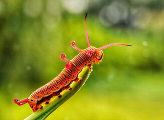 caterpillar on a leaf