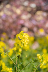 早咲きの河津桜と菜の花