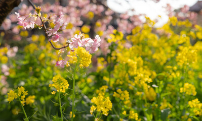 早咲きの河津桜と菜の花