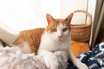 窓辺でくつろぐ可愛い猫　茶トラ白