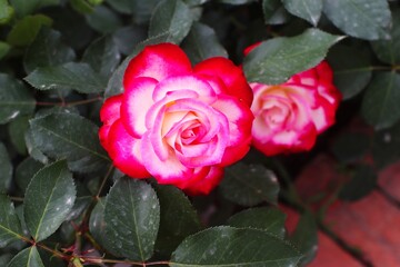 red rose in the garden