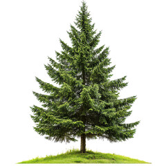 Fototapeta premium Tall Spruce Tree Isolated on a White Background Perfect for Nature and Gardening Projects, Illustrations, and Educational Materials Transparent background