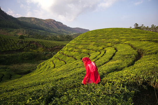 Woman working at the tea plantation, Munnar, Kerala, India