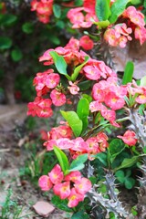 Fototapeta premium red rose bush