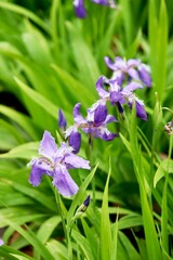Elegant Blue Iris Flower Against a Soft Green Blurred Background
