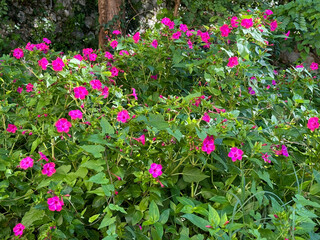Flowering plant Mirabilis jalapa four o'clock flowers. It is the children's state flower of Connecticut under the name of Michaela Petit's Four O'Clocks.