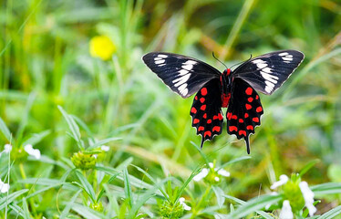 butterfly on grass