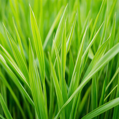 Fototapeta premium Bright green blades of grass in focus, their textures and colors highlighted by natural sunlight, embodying vitality, freshness, and a pure connection to nature.