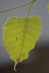 Sharp Close-Up Shot of a Leaf Captured with DSLR in Stunning Detail