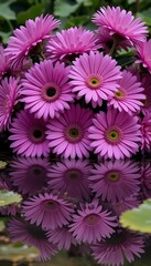 Fototapeta premium Pink Gerbera Daisies Reflecting in Still Water