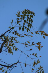 branches against sky