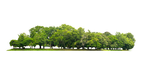 group green tree isolate on white background. Cutout tree line. Row of green trees and shrubs in summer isolated on white background. ForestScene. High quality clipping mask. Forest and green foliage.