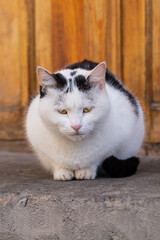 Gloomy fluffy white and black cat with winter fur sits at entrance next to door. Example of bad start to the day, pet was kicked out into the street because of bad behavior, actions and consequences