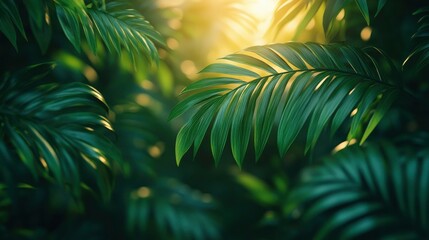 Obraz premium Lush Tropical Foliage Bathed in Golden Sunlight