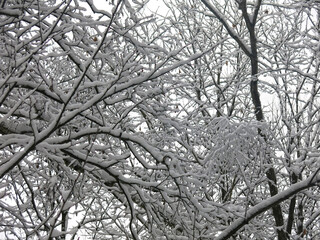 snow-covered intertwined tree branches in winter