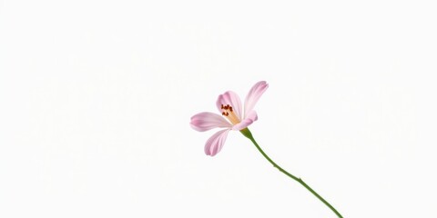Fototapeta premium A single, delicate light pink flower with a slender green stem elegantly extends across a pristine white background.