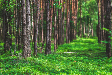 Obraz premium Celle, 30.12.2024