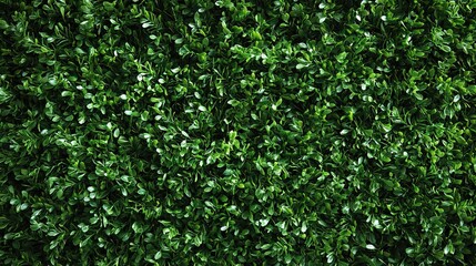 Green grass field background with a close-up view of the texture