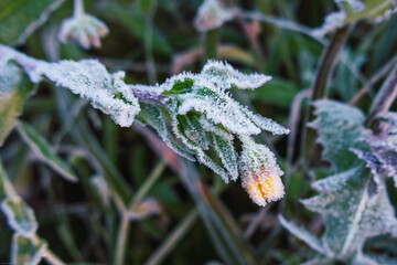 Frozen flower bud and leaves coated with frost in winter