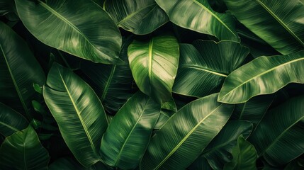 Fototapeta premium Tropical Leaf Pattern with Lush Green Textures
