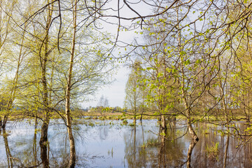 Flooded swamp with budding birch trees in the water at springtime