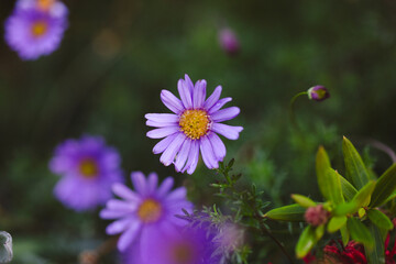 A vibrant purple flower in sharp focus, with its petals radiating from a bright yellow center. The...