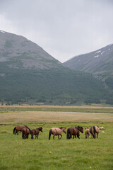 Fototapeta premium The beautiful Khoton lake of Mongolia with landscapes, trees, green pasture, mountains