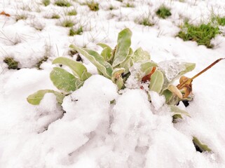 snow on the branches of tree