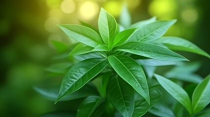 Obraz premium Lush Green Plant Leaves Basking In Sunlight